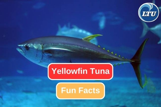 Get To Know About 9 Fun Facts of Yellowfin Tuna  